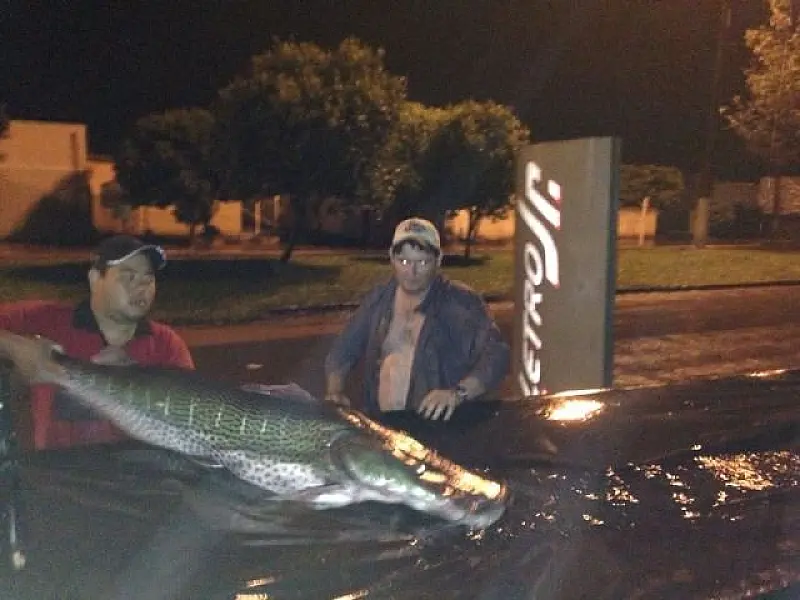 Pescadores de Caarapó pescam ´Pintado´ de 1.53 m de comprimento