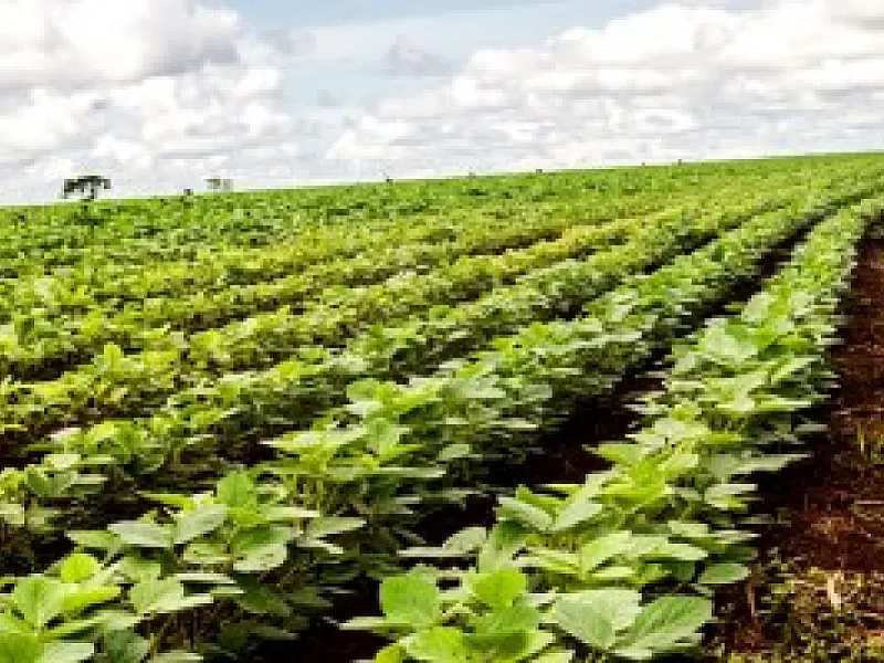 Excesso de chuvas preocupa produtores de MS em início de colheita