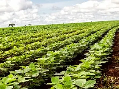 Excesso de chuvas preocupa produtores de MS em início de colheita
