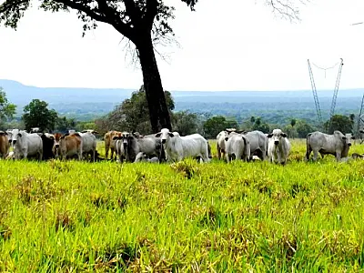 Governo lança campanha contra febre aftosa