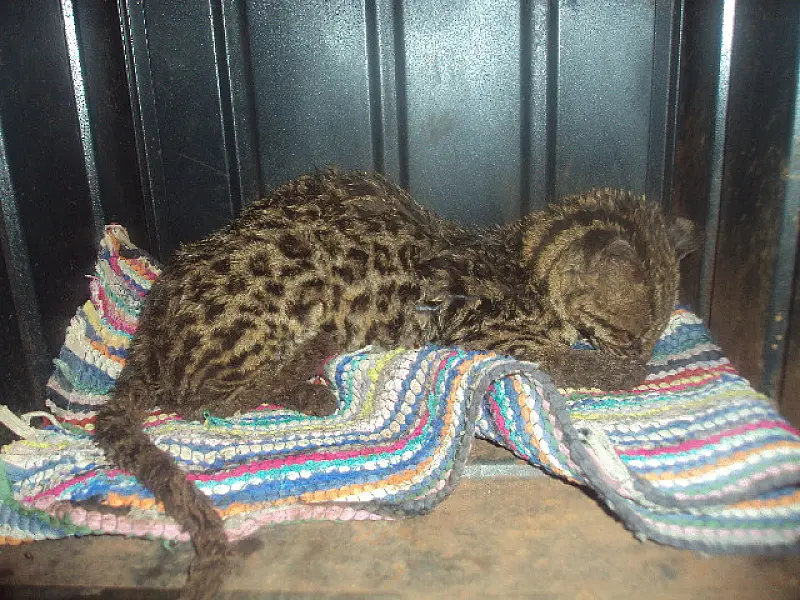 Jaguatirica com ferimentos de queimaduras é resgatada pela PMA