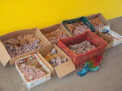 Paulistas são detidos filhotes de papagaios em Bataguassu