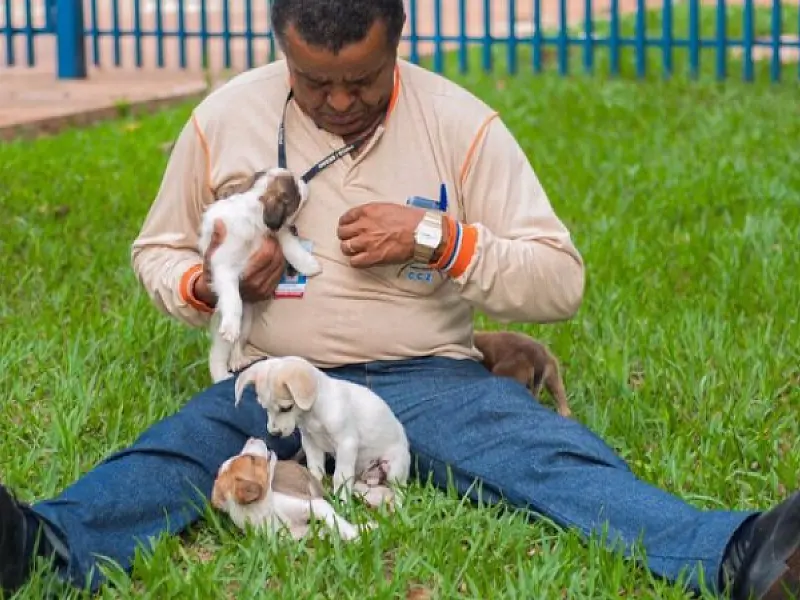 CCZ promove dia especial de doação de animais no domingo