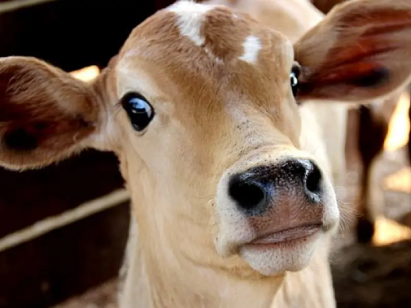Meta de MS é imunizar 8 milhões de animais na 2ª etapa de vacinação contra febre aftosa