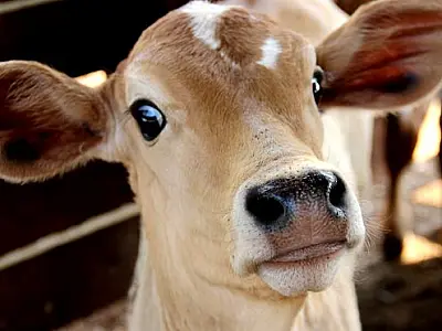 Meta de MS é imunizar 8 milhões de animais na 2ª etapa de vacinação contra febre aftosa