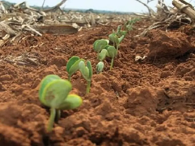 Agricultores de MS tem até 31 de dezembro para terminar plantio e devem registrar área na Iagro