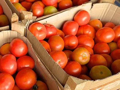 Preços da couve e do tomate 'despencam' na Ceasa-MS, mas frio encarece abobrinha