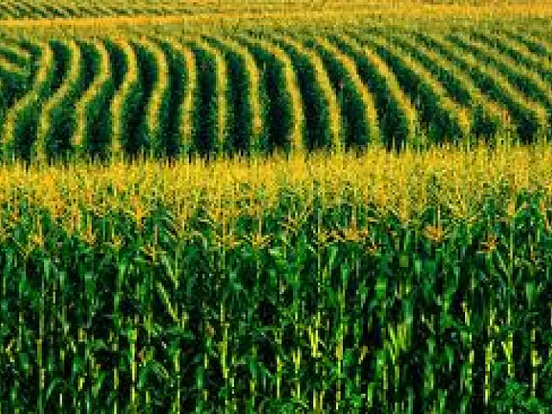 Mato Grosso do Sul será incluído nos leilões de milho