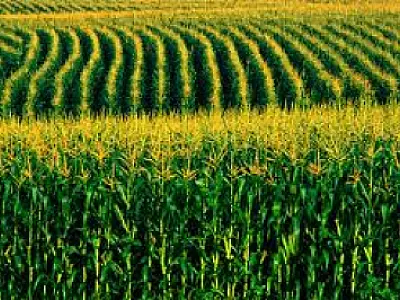 Mato Grosso do Sul será incluído nos leilões de milho