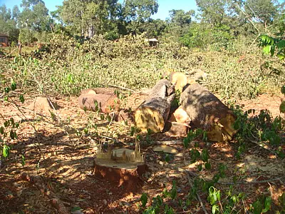 PMA autua assentado explorando madeira ilegalmente em Sidrolândia