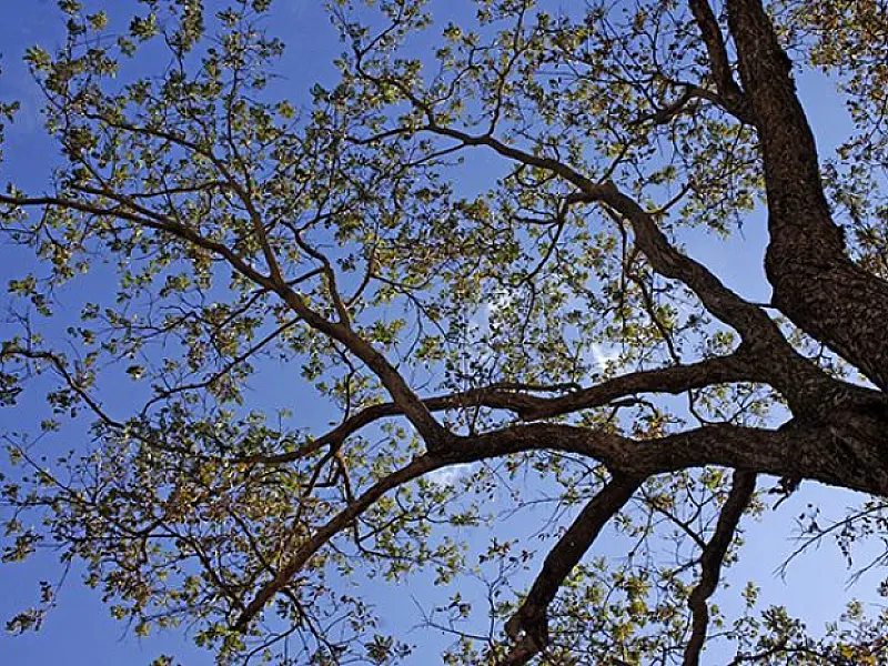 Última semana de outono será de tempo firme e temperaturas agradáveis em MS
