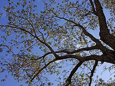 Última semana de outono será de tempo firme e temperaturas agradáveis em MS
