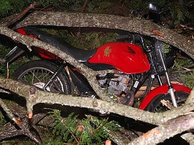 Vendaval atinge Distrito de Culturama e derruba árvore sobre motociclista
