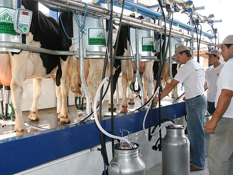 Preço do leite pode variar até R$ 0,10 ao produtor