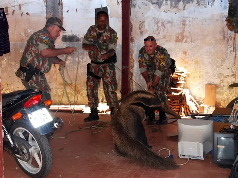 Tamanduá invade residencial de Batayporã