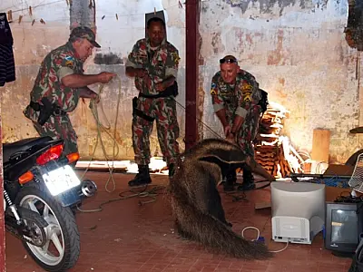 Tamanduá invade residencial de Batayporã
