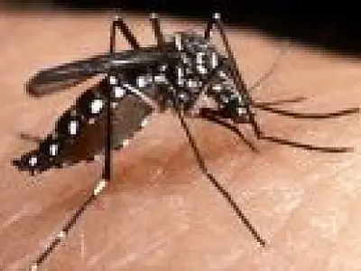 Vacina brasileira contra dengue começa a ser testada no país em outubro
