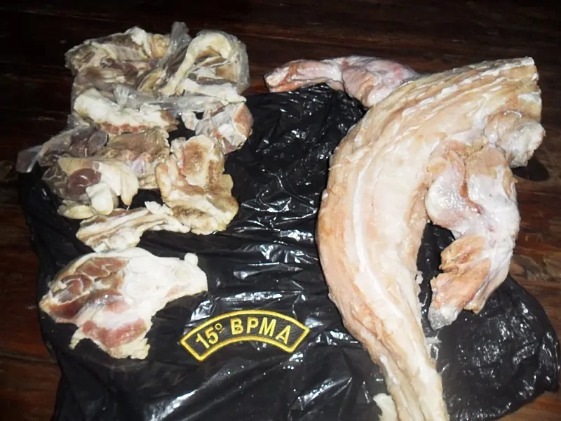 PMA prende Goiano por caça de jacaré e paca