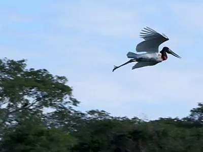 Quinta-feira tem previsão de tempo estável, com sol e variação de poucas nuvens em Mato Grosso do Su