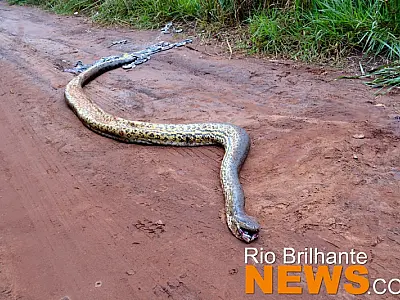 Sucuri de aproximadamente 6 metros é encontrada morta em Rio Brilhante