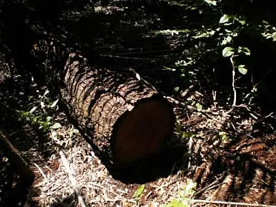 Fazendeira é autuada em R$ 8 mil por corte de madeira