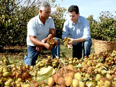 Safra de urucum deve colher 60 toneladas em Ivinhema