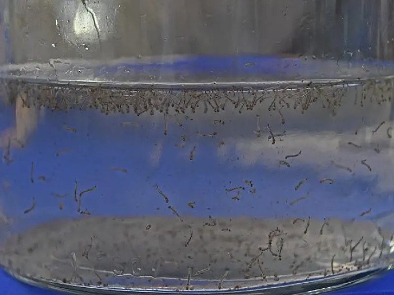 Dia D de conscientização contra o mosquito da dengue será nesta quarta nas escolas estaduais