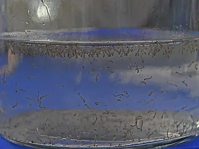 Dia D de conscientização contra o mosquito da dengue será nesta quarta nas escolas estaduais