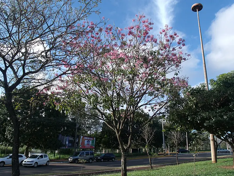 Ipês já começam a enfeitar a cidade