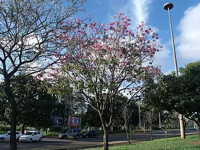 Ipês já começam a enfeitar a cidade