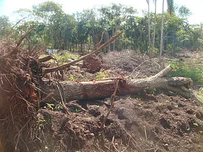 Fazendeiro é autuado em R$ 60 mil por exploração ilegal e desmatamento em matas ciliares
