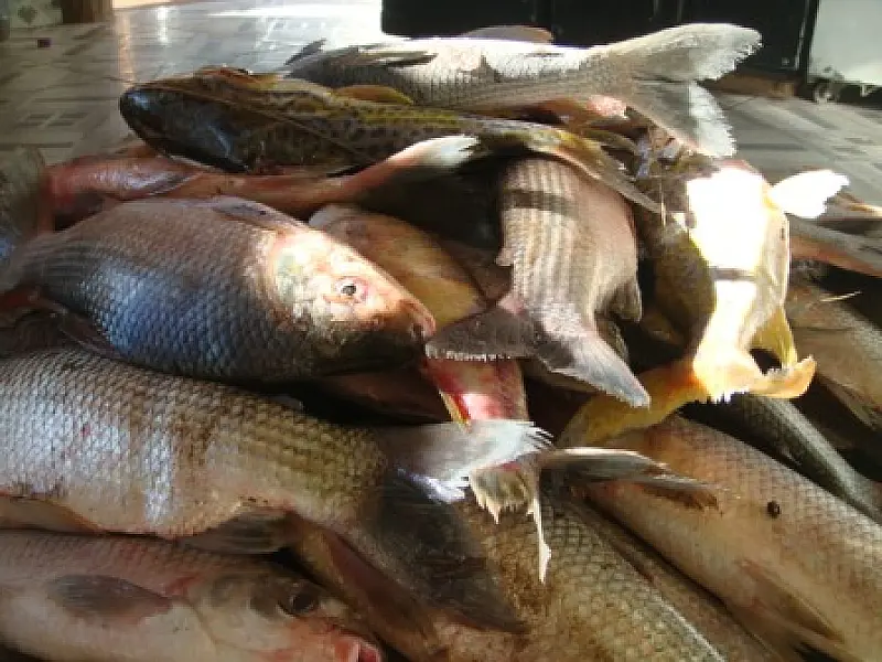 Pescadores são autuados com 25 kg de pescado no Cachoeirão