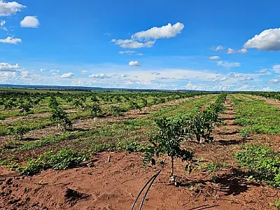 Cassilândia vira novo polo de produção de laranjas em MS e deve ter mais de 3 mil hectares plantados