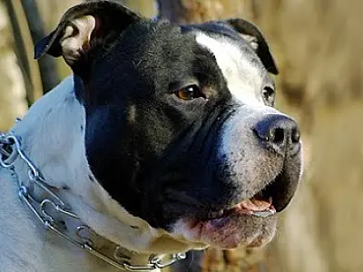 Lei obriga cães a ter cadastro e usar enforcador