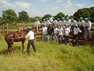 Adestramento de equinos diminui o desgaste físico do cavaleiro e do animal