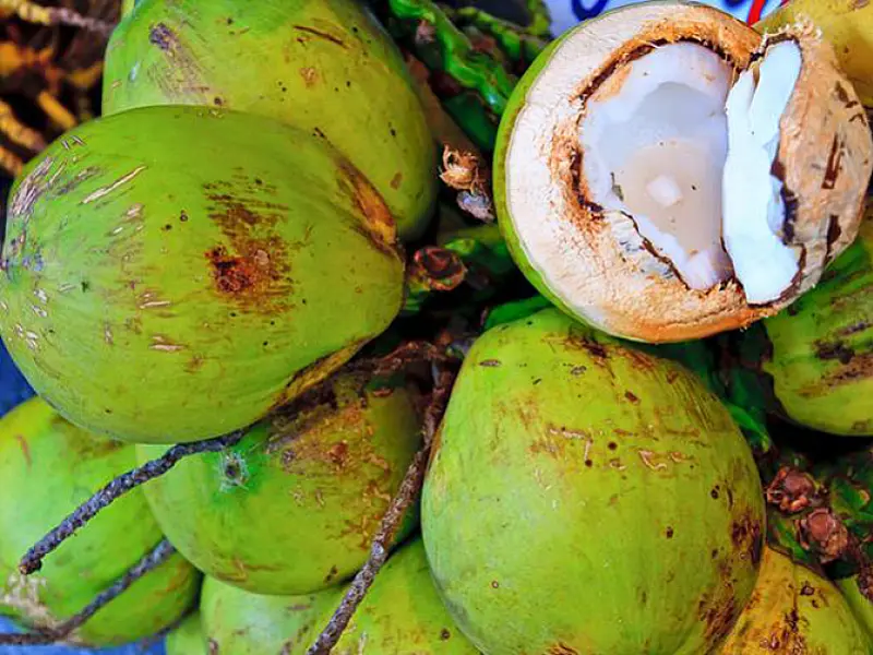 Mercado de água de coco movimenta R$ 340 mi por ano