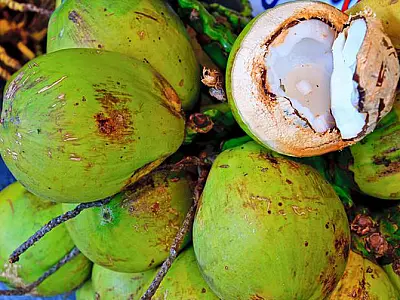 Mercado de água de coco movimenta R$ 340 mi por ano