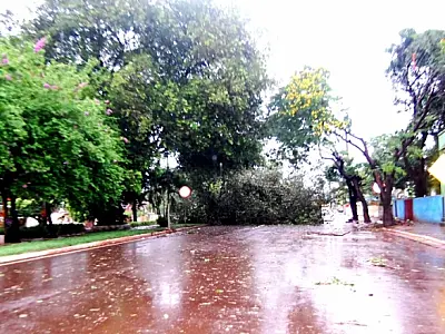 Temporal derruba árvore centenária em Sidrolândia