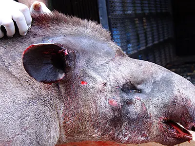 Anta atropelada na BR-262 já está recuperada, diz Cras