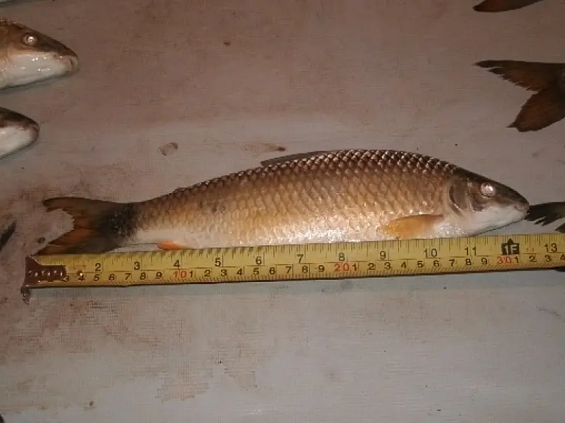 Pescador é preso por capturar peixe fora da medida