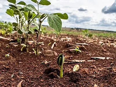 Vazio sanitário da soja segue até 16 de setembro em todo o Mato Grosso do Sul
