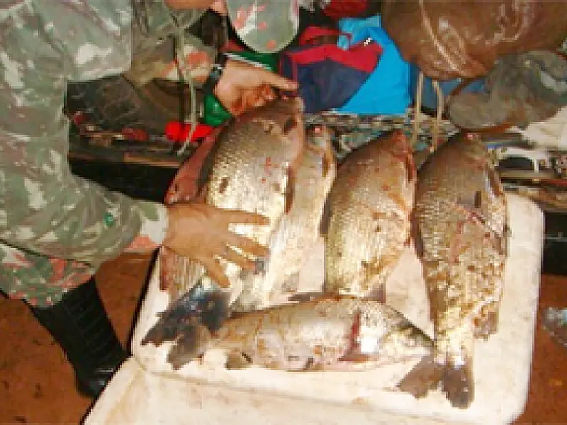 PMA prende três pescadores de Deodápolis por pescado fora da medida