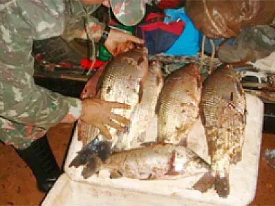 PMA prende três pescadores de Deodápolis por pescado fora da medida