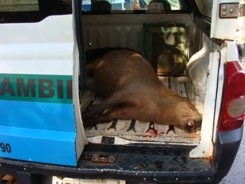 Capivara atropelada na Via Parque é recolhida pela PMA