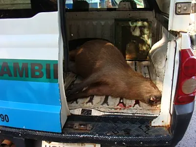 Capivara atropelada na Via Parque é recolhida pela PMA