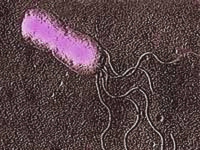Pesquisadores estudam alterações do mapa de doenças infecciosas