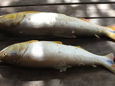 Mais um pescador preso por pesca predatória em Corumbá