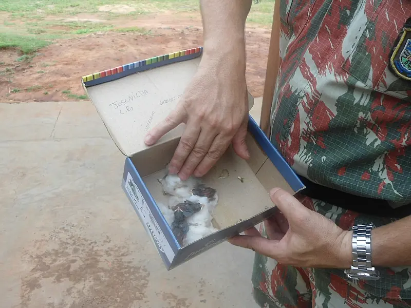 PMA recebe três filhotes de canário-da-terra que o vento derrubou do ninho