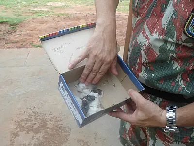 PMA recebe três filhotes de canário-da-terra que o vento derrubou do ninho