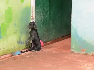 Cão é encontrado enforcado na cidade de Ponta Porã